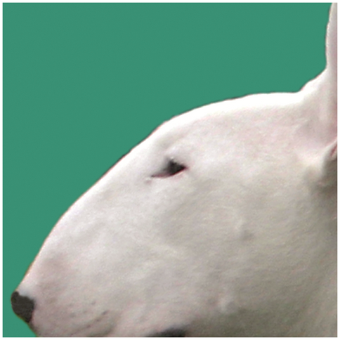 Bullterrier - Betreute Rassen im GB-F
